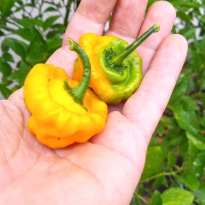 Graines (20) de piment Scotch Bonnet Yellow
