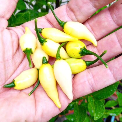 Graines (20) de piment Biquinho blanc