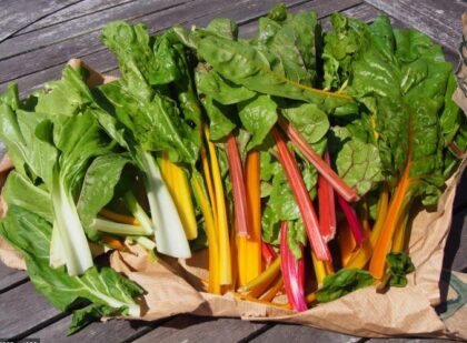 Graine de Bette (poirée) en mélange de couleur