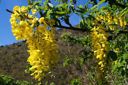 Graines d'Acacia Jaune