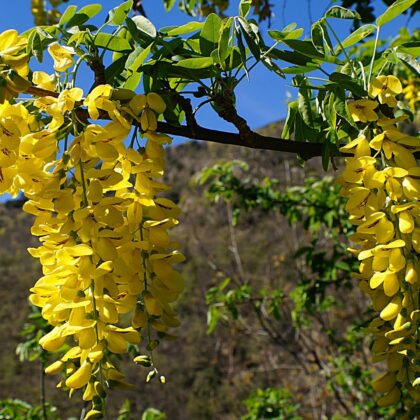 Graines d'Acacia Jaune