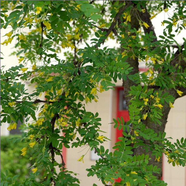 Graines d'Acacia Jaune – Image 2