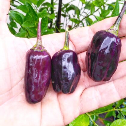 Graines (20) de piment Scarlett variegated