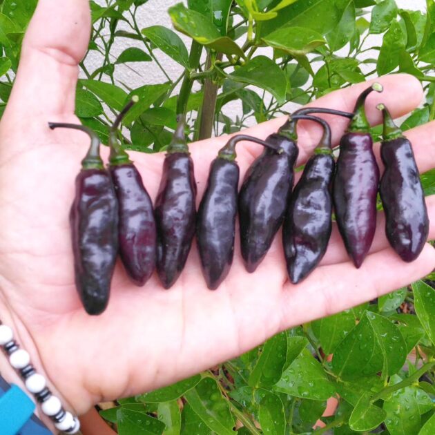 Graines (20) de piment De Neyde