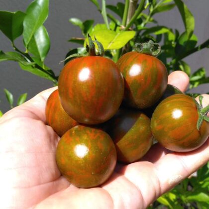 Graine (25) de Tomate Cocktail Black zebra