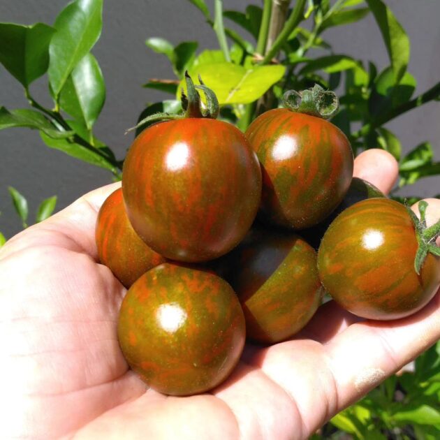 Graine (25) de Tomate Cocktail Black zebra