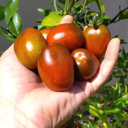 Graine (25) de tomate cerise prune noire