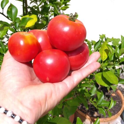 Graines (25) de Tomate Rose de Berne