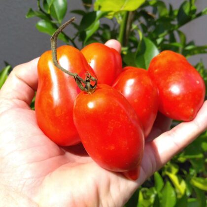 Graine (25) de Tomate Roma