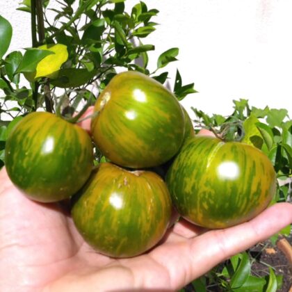Graines (25) de Tomate Green Zebra