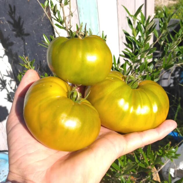 Graines (25) de Tomate Evergreen