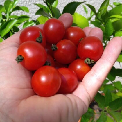 Graine (25) de Tomate Cerise rouge