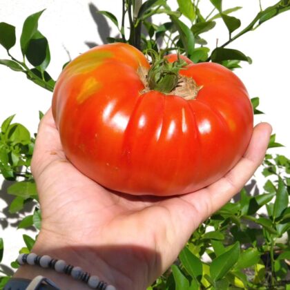 Graine (25) de Tomate Russe rouge