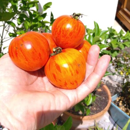 Graine (25) de Tomate red zebra