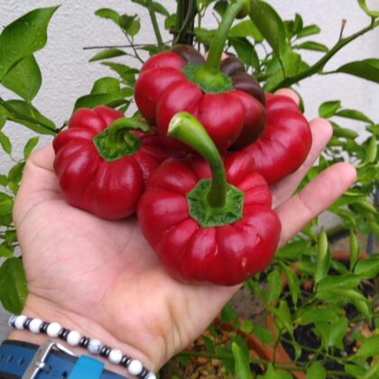 Graine (25) de Poivron Tomate