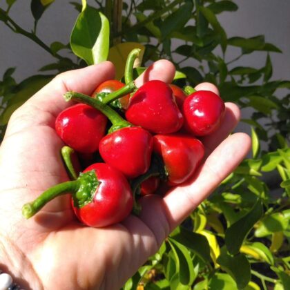 graines (20) de piment Cherry bomb