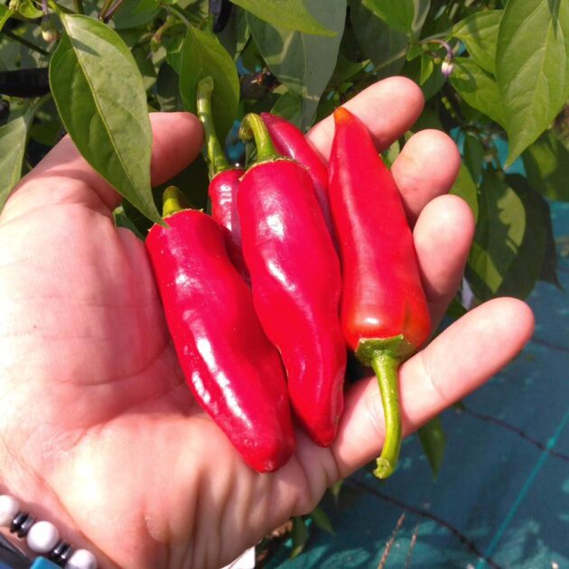 Graine (30) de Piment Gorria