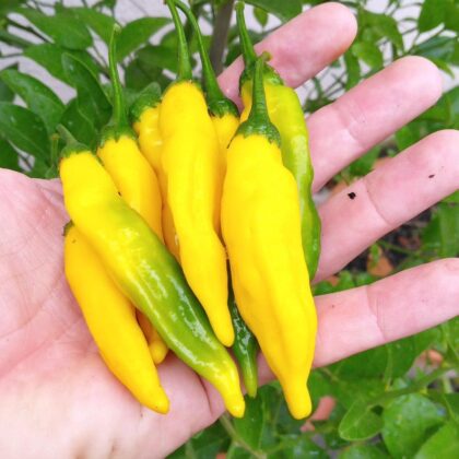 Graines (20) de Piment Lemon Drop