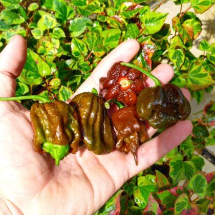 Graines (20) de Piment Trinidad Moruga Scorpion Chocolat