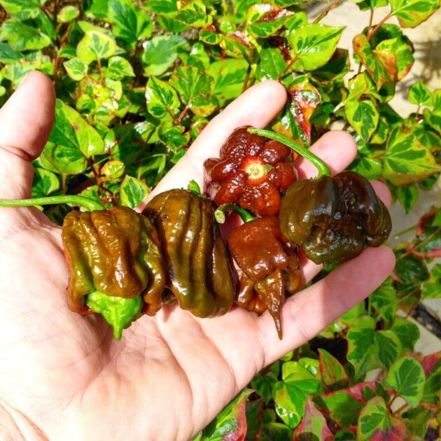 Graines (20) de Piment Trinidad Moruga Scorpion Chocolat