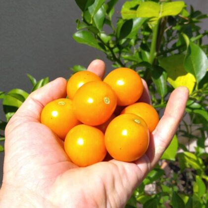 Graine (25) de Tomate Figiel