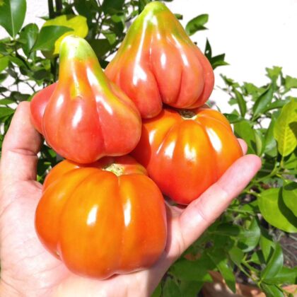 Graine (25) de Tomate Tlacolula pink