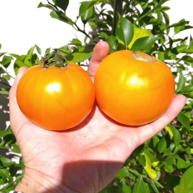 Graines (25) de Tomate Coeur de Boeuf Orange