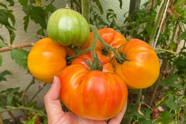 Graines (25) de Tomate Ananas – Image 2