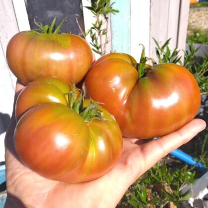 Graine (25) de Tomate Carbon