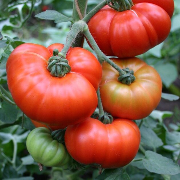 Graines (25) de Tomate Marmande