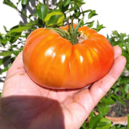 Graines (25) de Tomate Beefsteak