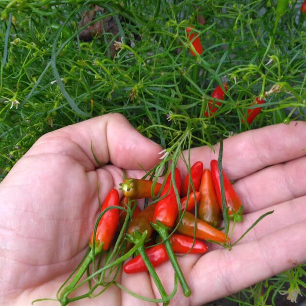 Graines (20) de Piment Candelight Mutant