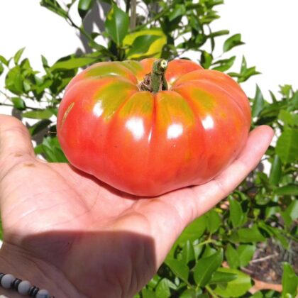 Graines (25) de Tomate 1884