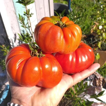 Graines (25) de Tomate Moya