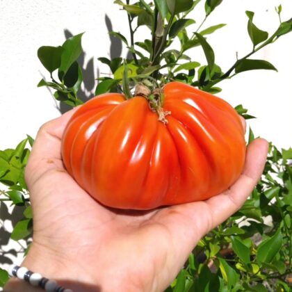 Graines (25) de Tomate Liguria