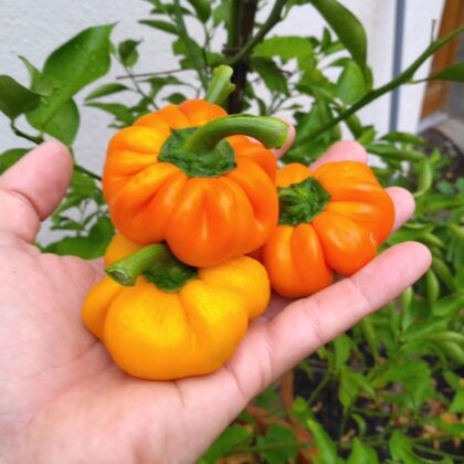 Graines (25) de Poivron Mandarine