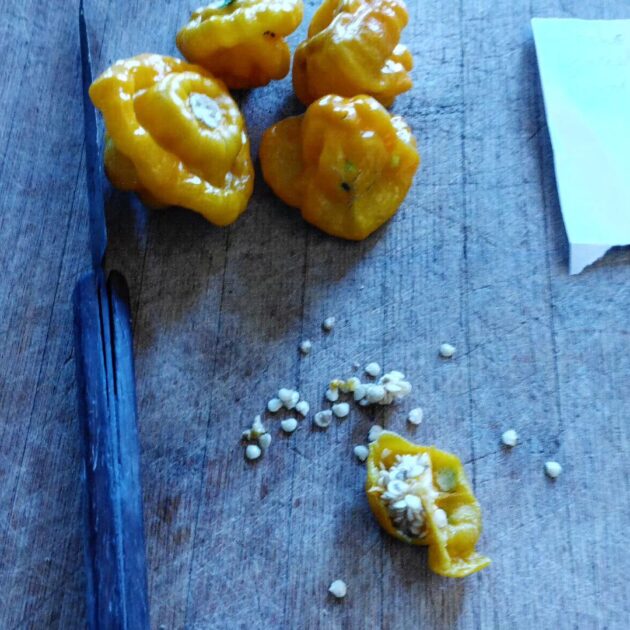 Graines (20) de piment Scotch Bonnet Yellow – Image 2