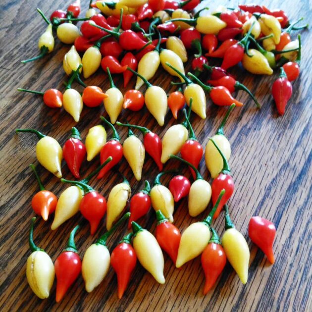 Graines (20) de piment Biquinho blanc – Image 2