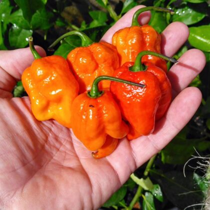 Graines (20) de piment JXPXR Lemon red