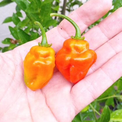 Graines (20) de Piment Scotch Bonnet rouge