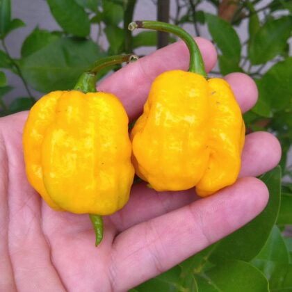 Graines (20) de Piment Carolina reapers X 7Pot Primo