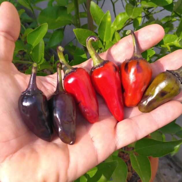 Graines (20) de piment Dark Blood