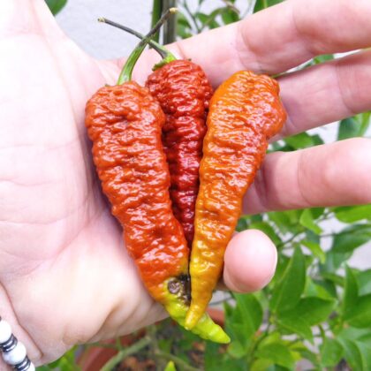 Graines (20) de Piment Léviathan scorpion caramel