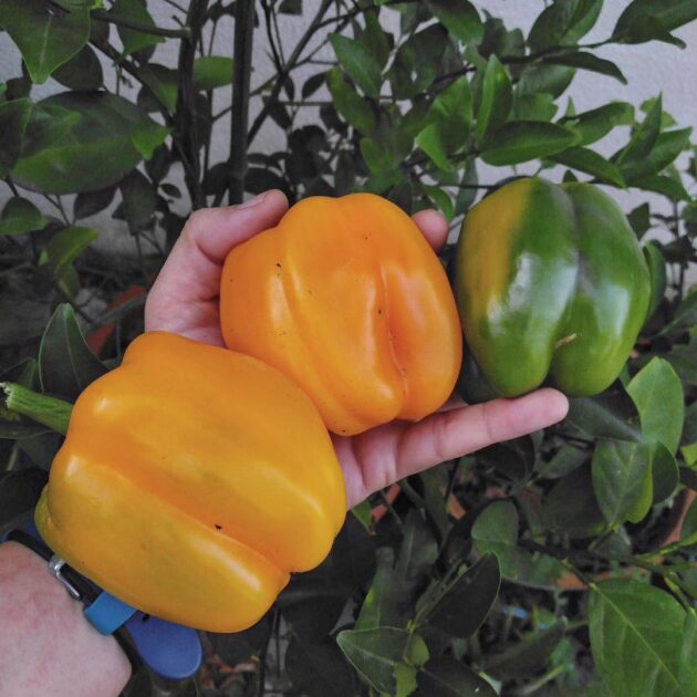 Graines (25) de Poivron Wonder Orange