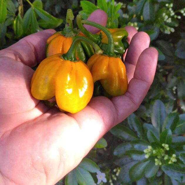 Graines (20) de piment Habanero Big Sun – Image 2