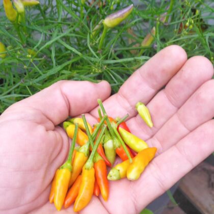 Graines (20) de Piment Xion X mutant