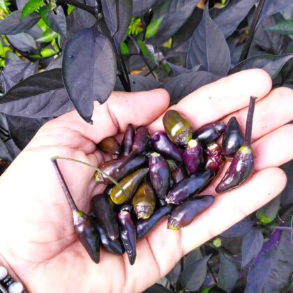 Graines (20) de Piment Royal Black
