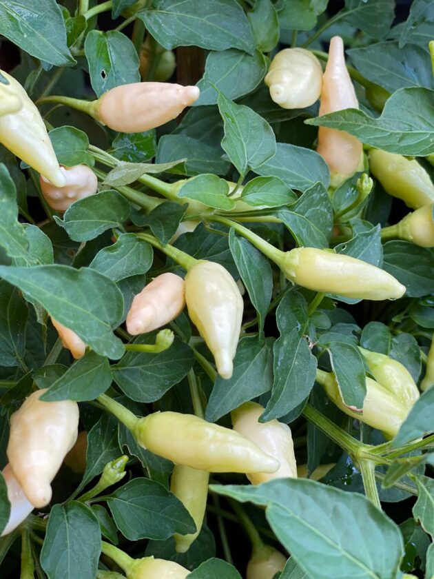 Graines (20) de piment Inca Peach Drop – Image 2
