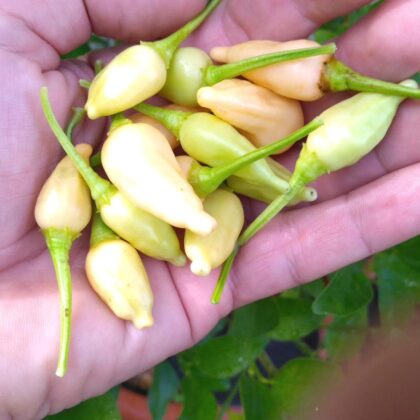 Graines (20) de piment Inca Peach Drop