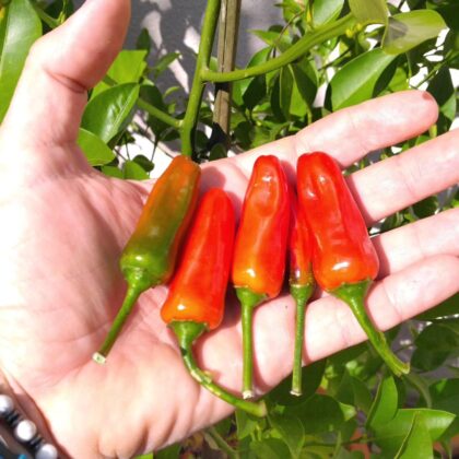 Graines (20) de Piment Etna